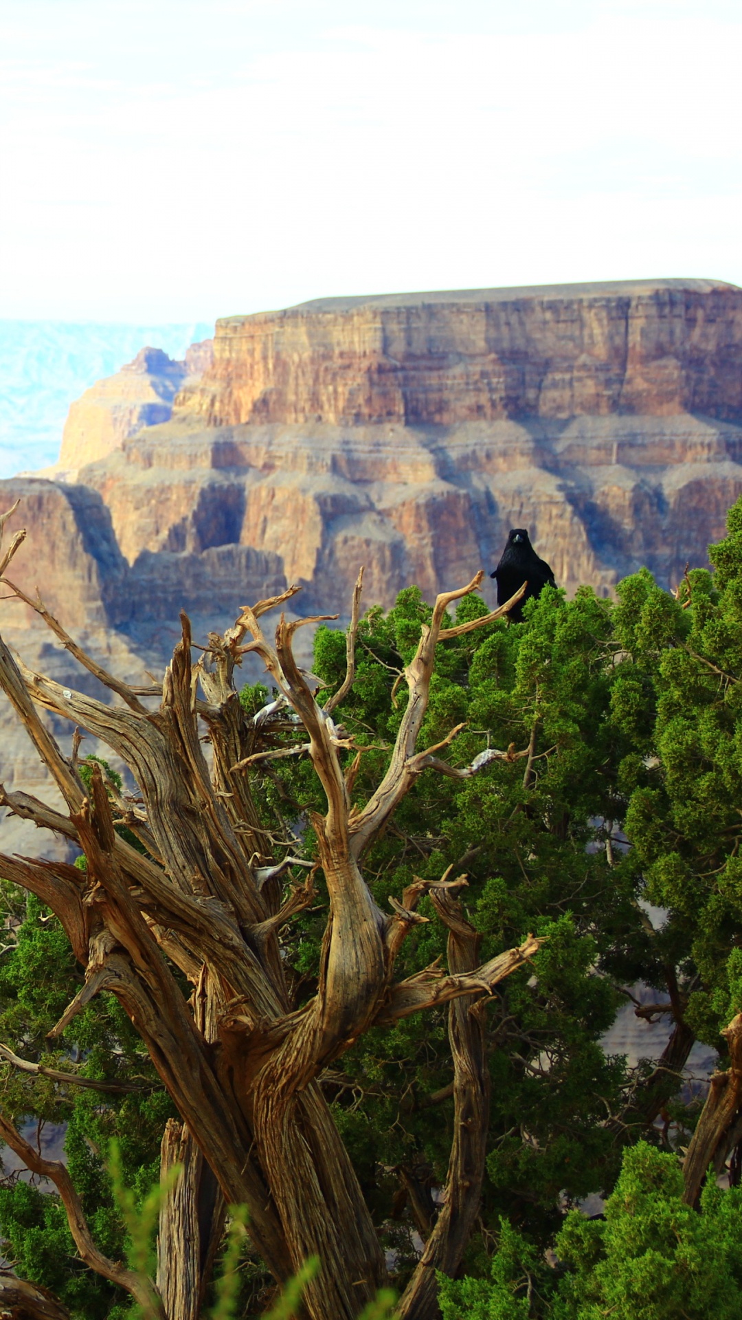 Brown Bare Tree Near Brown Rocky Mountain During Daytime. Wallpaper in 1080x1920 Resolution