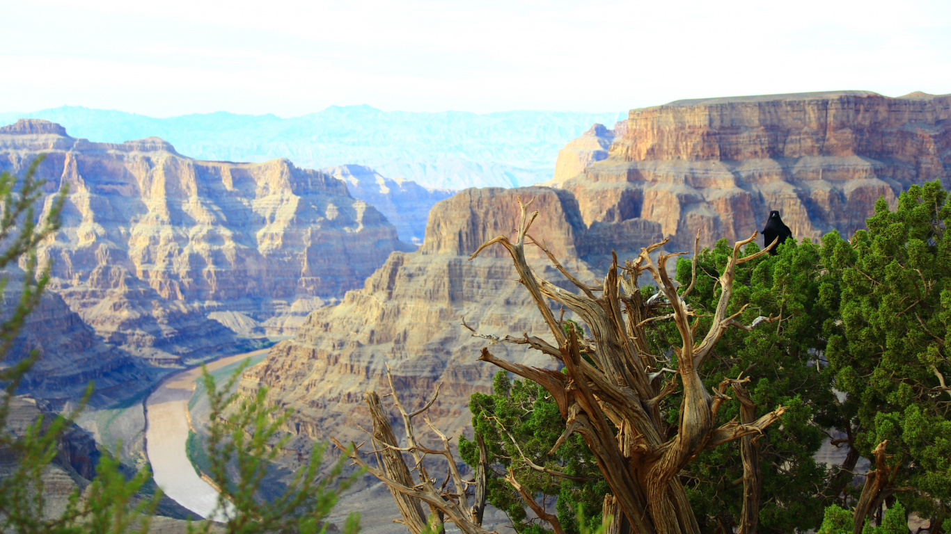 Brown Bare Tree Near Brown Rocky Mountain During Daytime. Wallpaper in 1366x768 Resolution