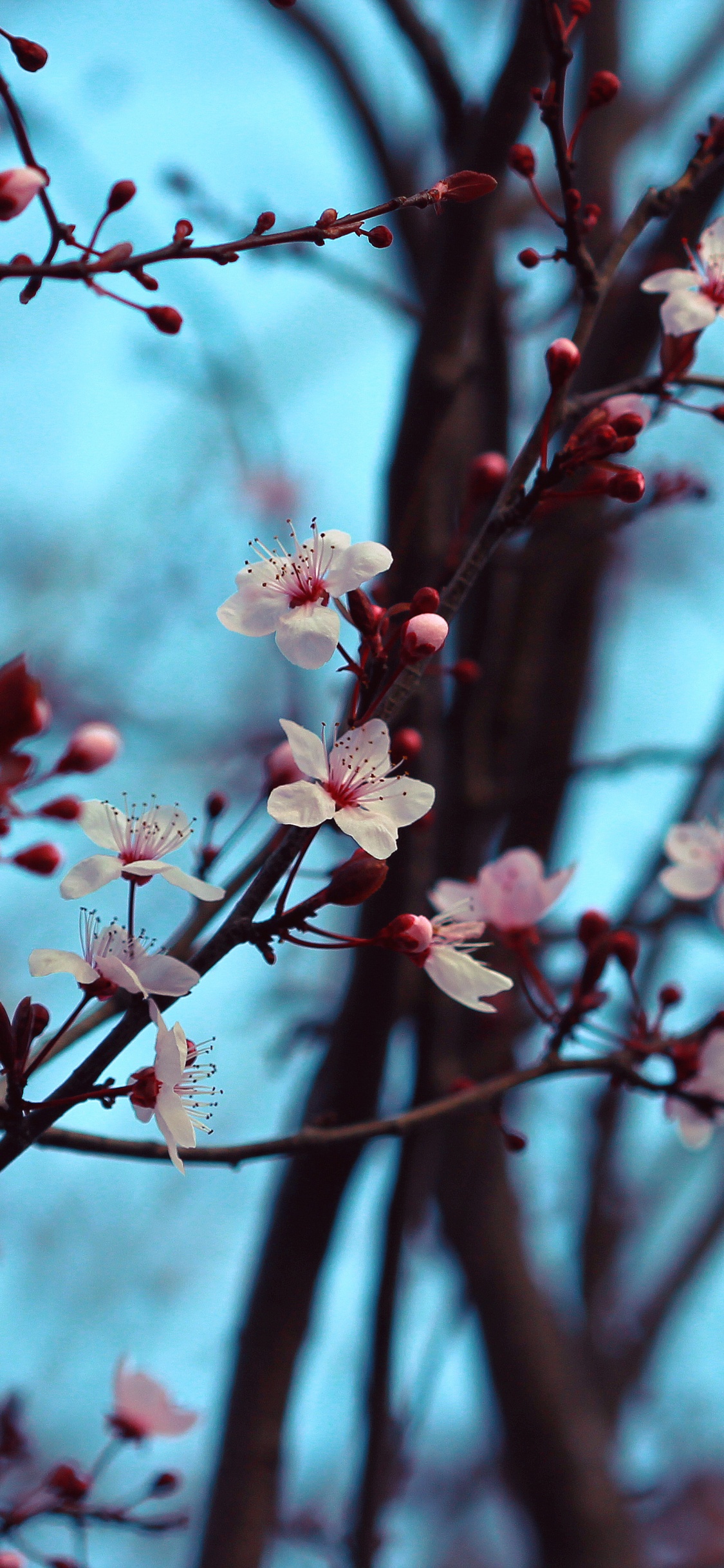 Pink Cherry Blossom in Close up Photography. Wallpaper in 1125x2436 Resolution