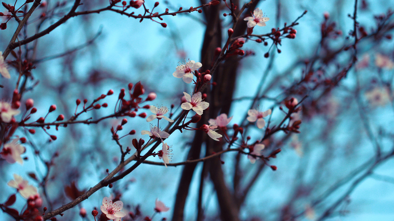 Pink Cherry Blossom in Close up Photography. Wallpaper in 1280x720 Resolution