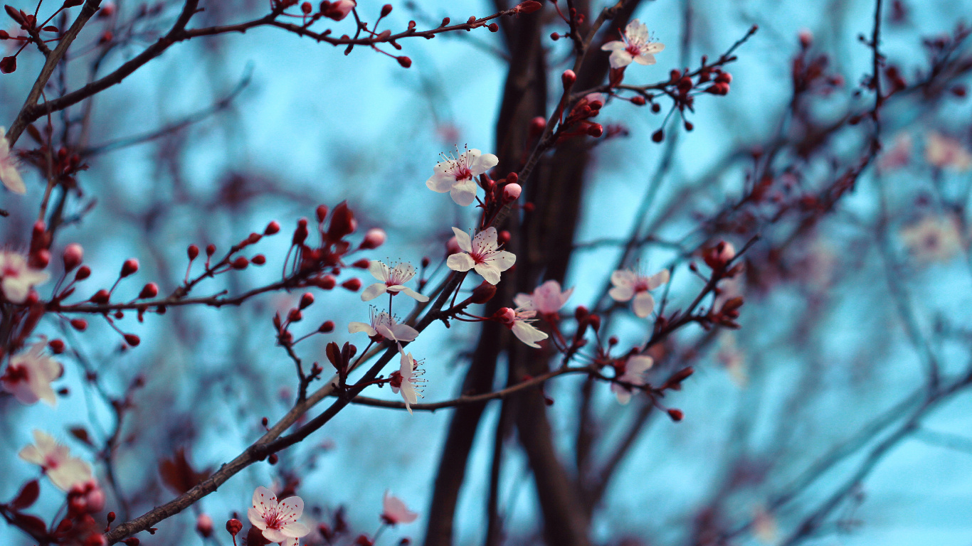 Pink Cherry Blossom in Close up Photography. Wallpaper in 1366x768 Resolution