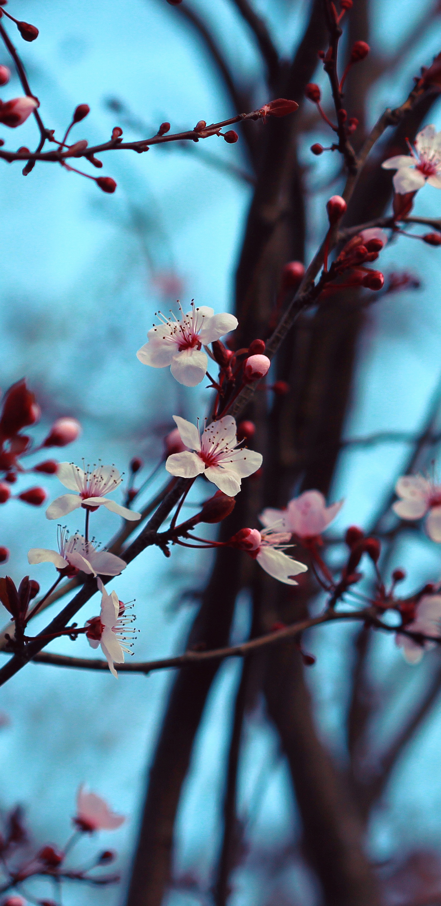 Pink Cherry Blossom in Close up Photography. Wallpaper in 1440x2960 Resolution