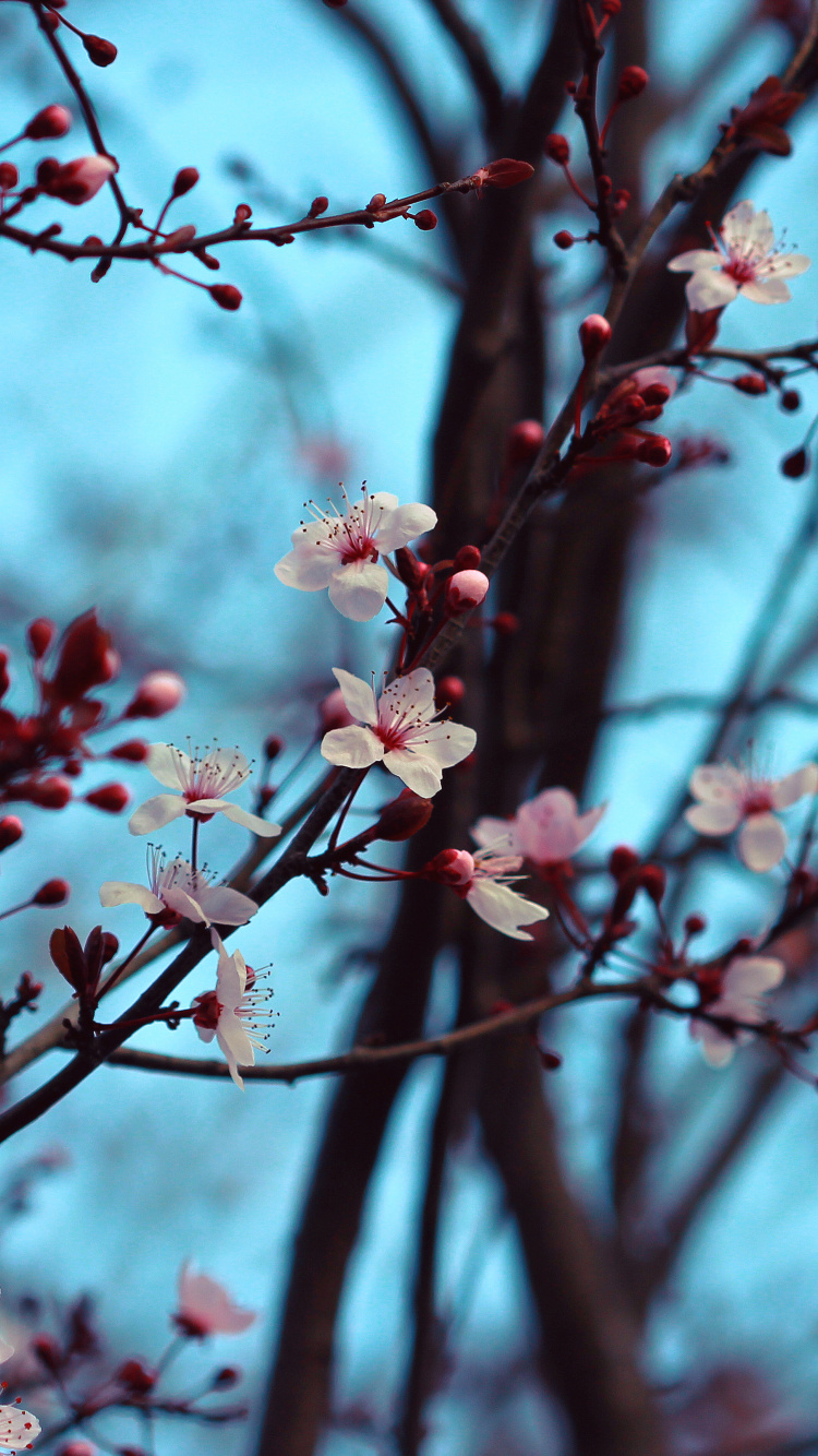 Pink Cherry Blossom in Close up Photography. Wallpaper in 750x1334 Resolution