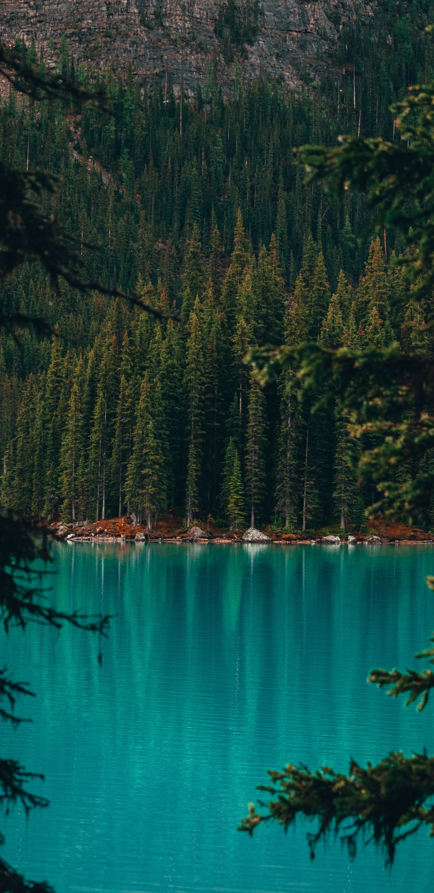 le Lac Moraine, Lac, Forêt, Nature, Corps de L'eau. Wallpaper in 1440x2960 Resolution