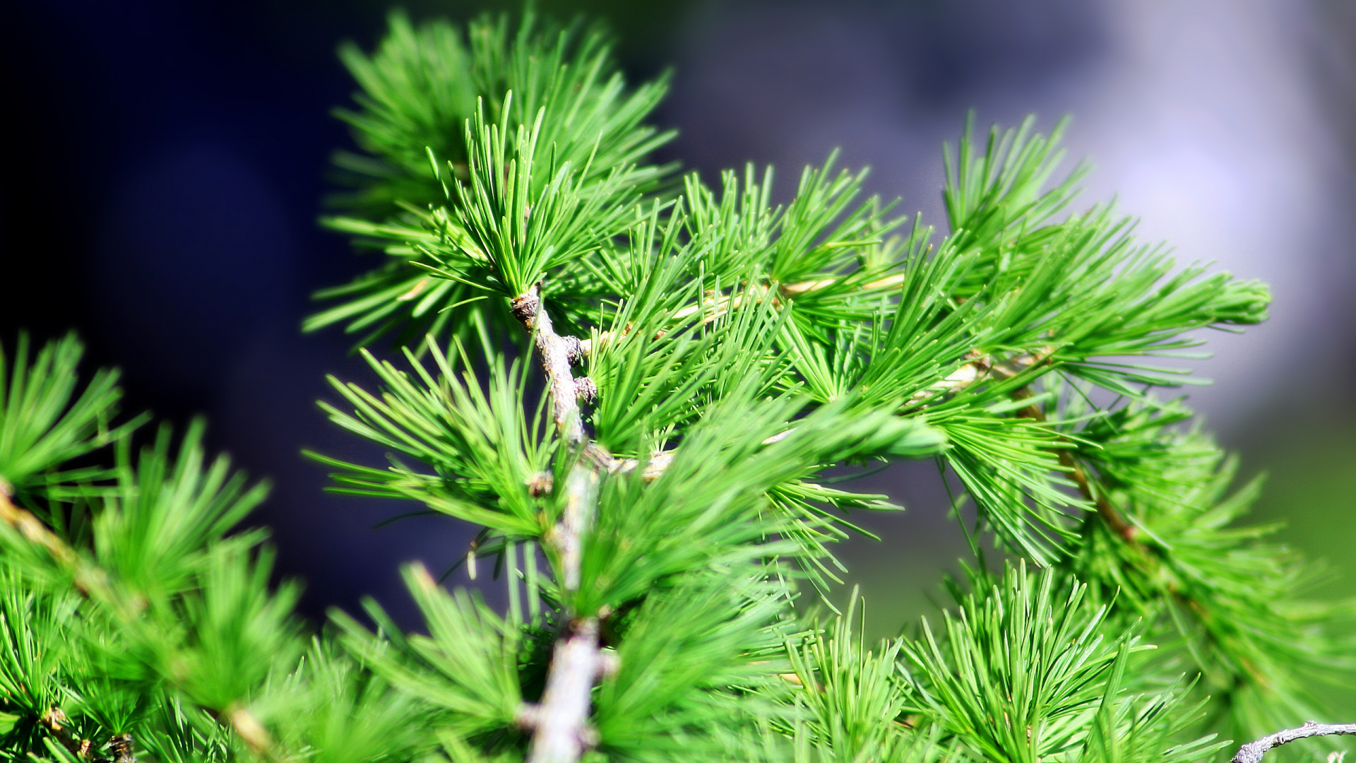 Insecto Blanco y Negro en Planta Verde. Wallpaper in 1920x1080 Resolution