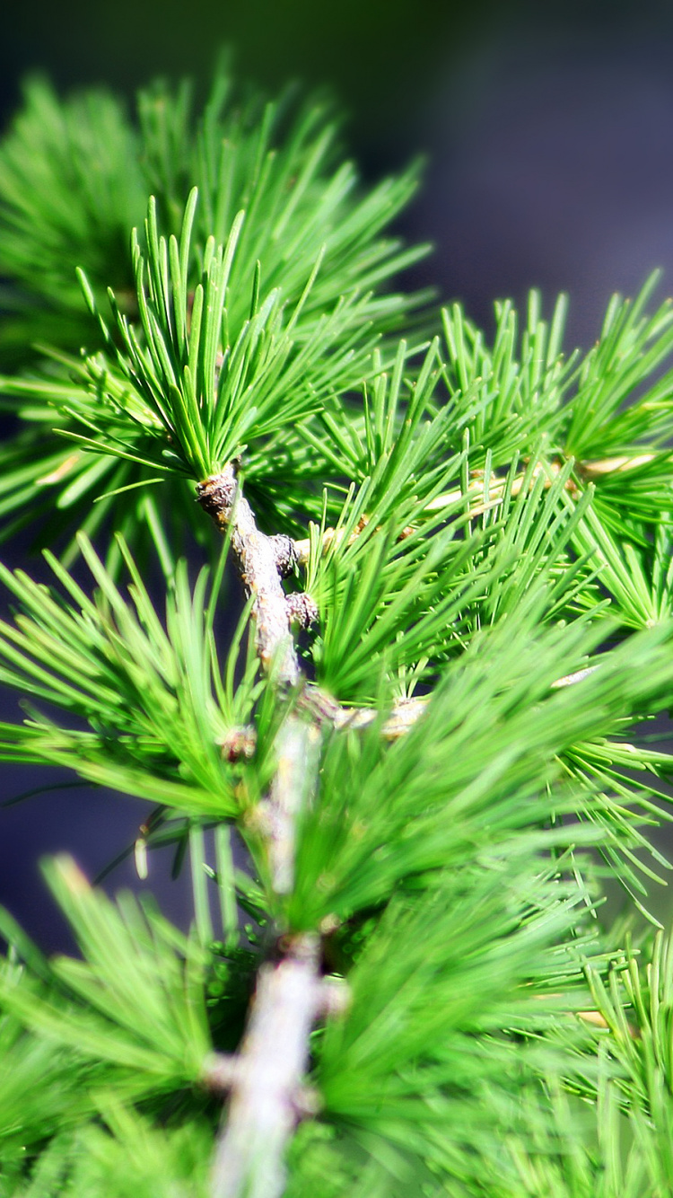 Insecto Blanco y Negro en Planta Verde. Wallpaper in 750x1334 Resolution