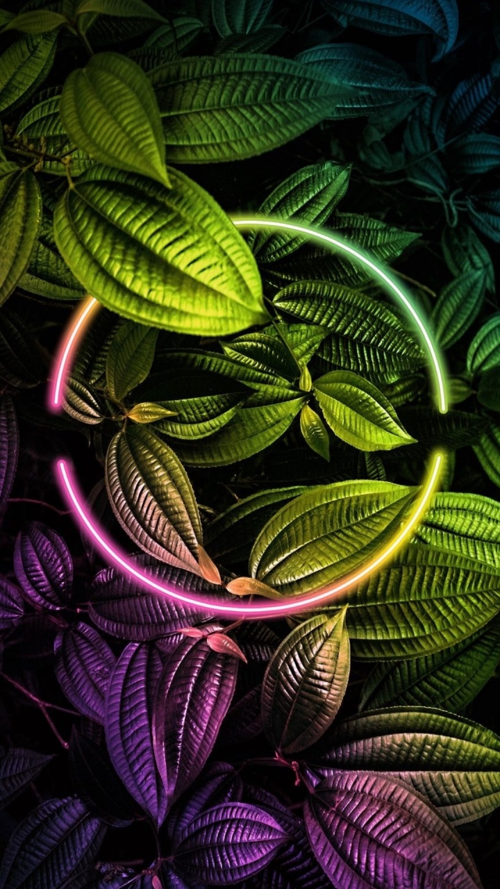 荣誉9, 性质, 陆地上的植物, 植被 壁纸 720x1280 允许