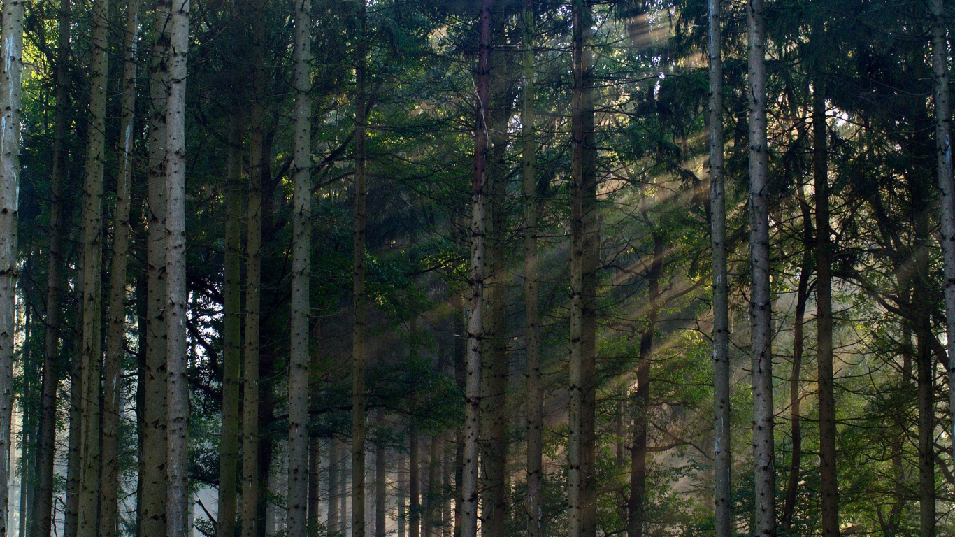 Tagsüber Grüne Bäume Auf Schneebedecktem Boden. Wallpaper in 1366x768 Resolution