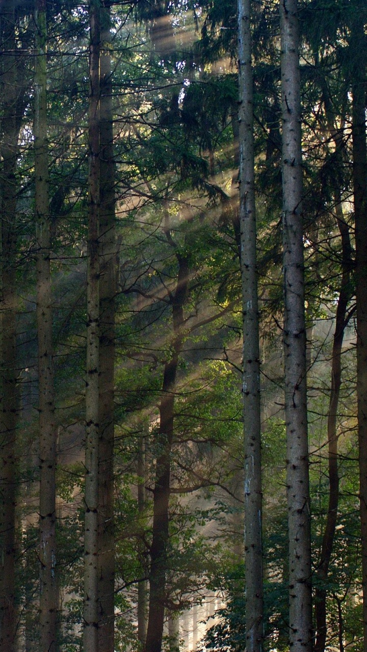 Tagsüber Grüne Bäume Auf Schneebedecktem Boden. Wallpaper in 720x1280 Resolution