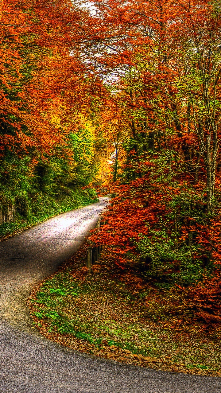 Gray Concrete Road Between Trees During Daytime. Wallpaper in 720x1280 Resolution