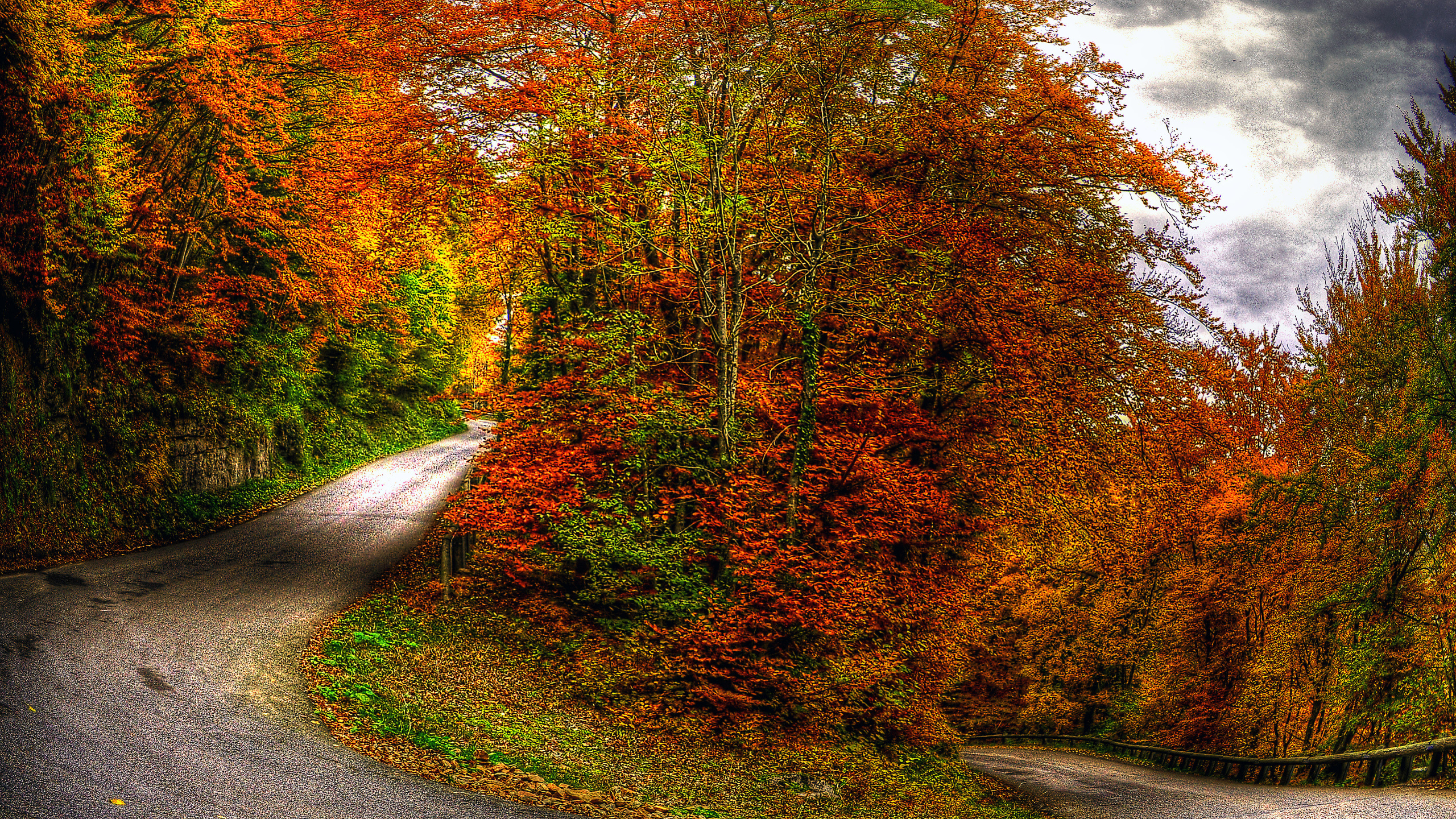 Route en Béton Gris Entre Les Arbres Pendant la Journée. Wallpaper in 2560x1440 Resolution