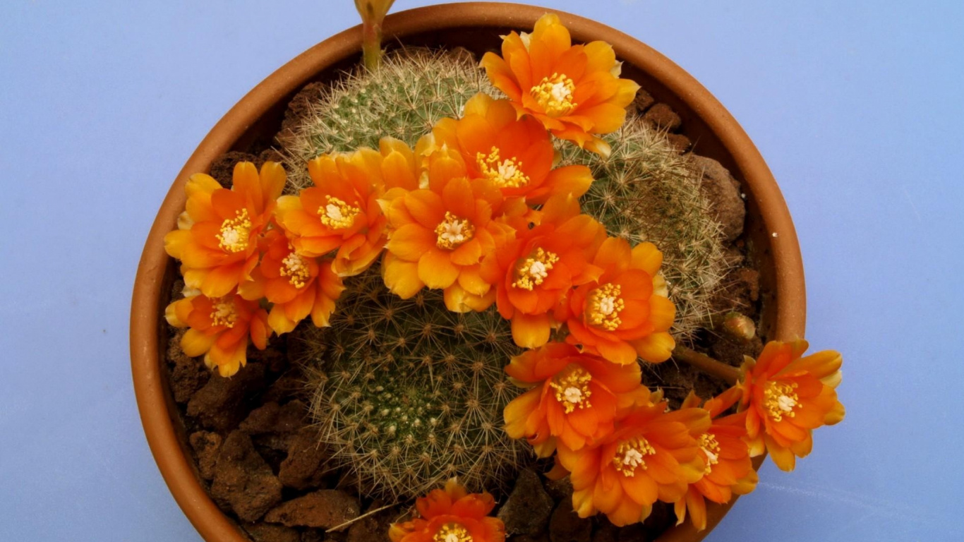 Orange Flower on Brown Clay Pot. Wallpaper in 1366x768 Resolution