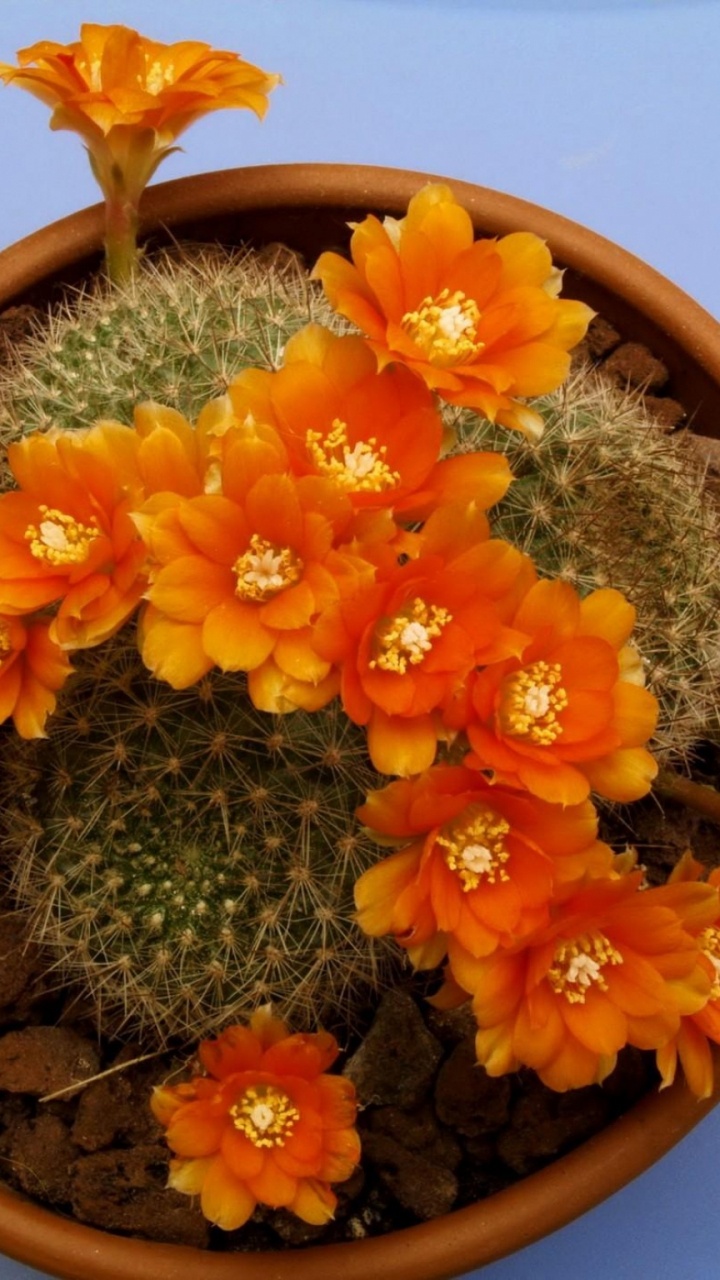 Orange Flower on Brown Clay Pot. Wallpaper in 720x1280 Resolution