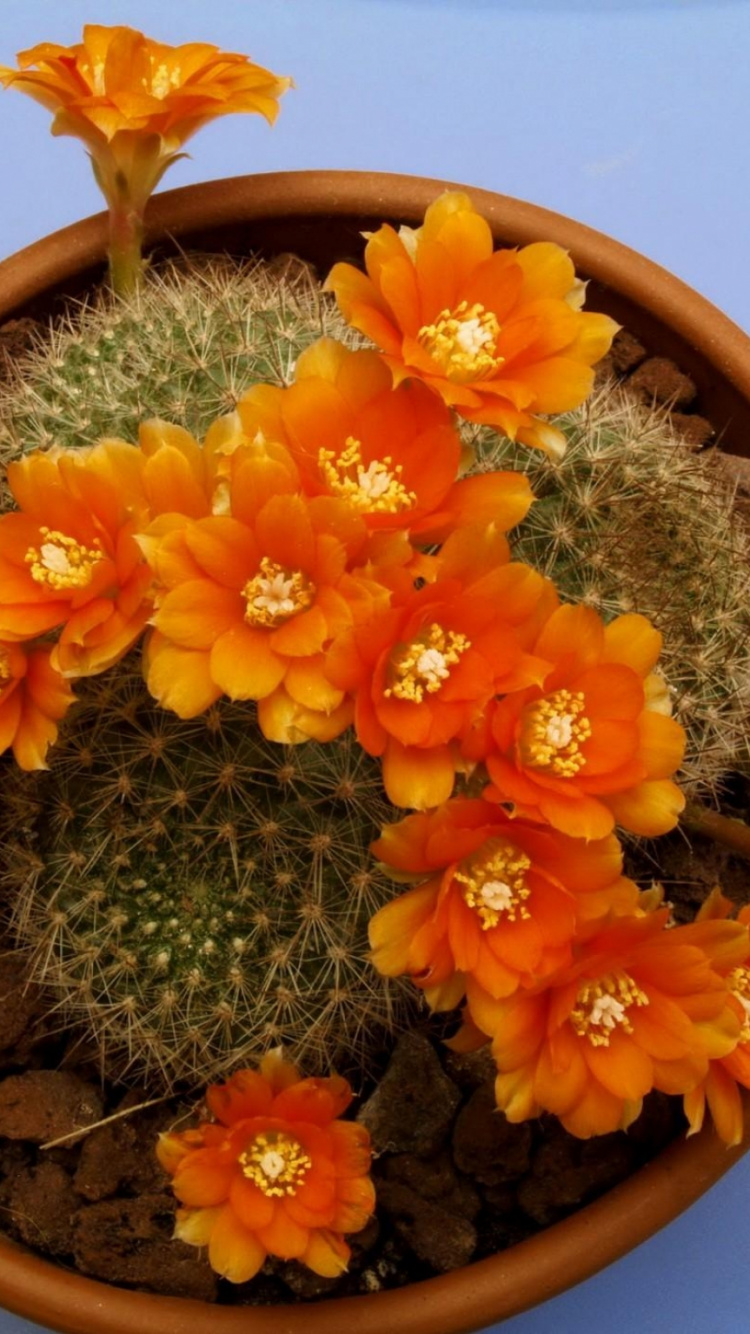 Orange Flower on Brown Clay Pot. Wallpaper in 750x1334 Resolution