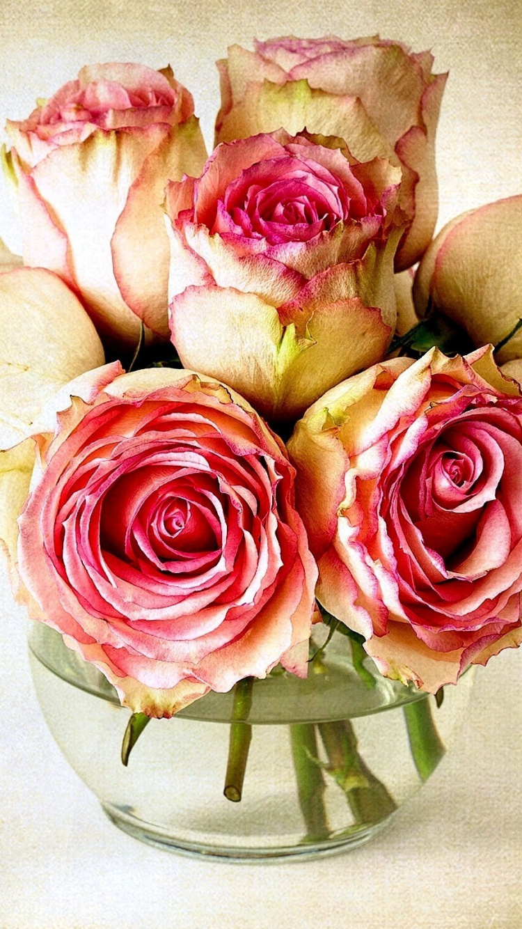 Rosa Rosen Auf Weißer Keramikvase. Wallpaper in 750x1334 Resolution