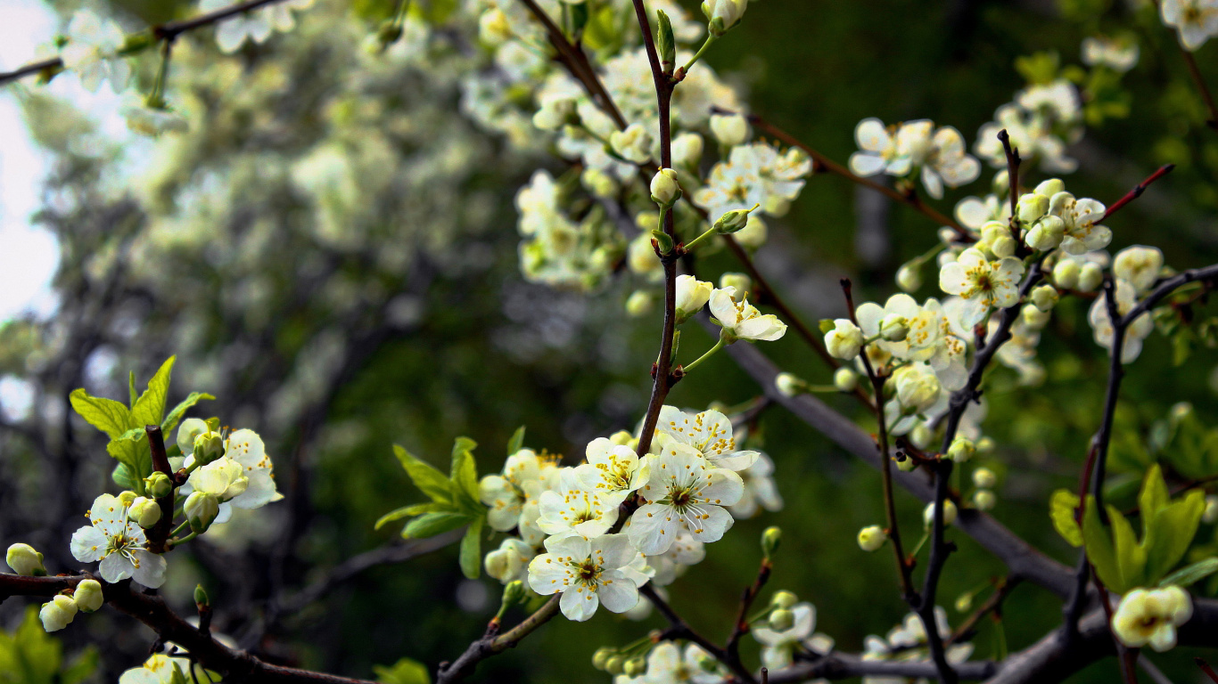 Fleur de Cerisier Blanc en Fleurs Pendant la Journée. Wallpaper in 1366x768 Resolution
