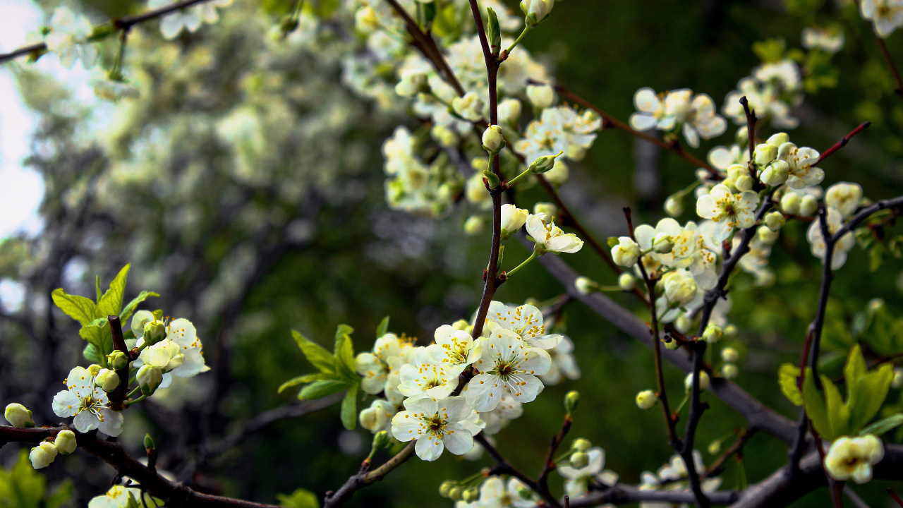 White Cherry Blossom in Bloom During Daytime. Wallpaper in 1280x720 Resolution