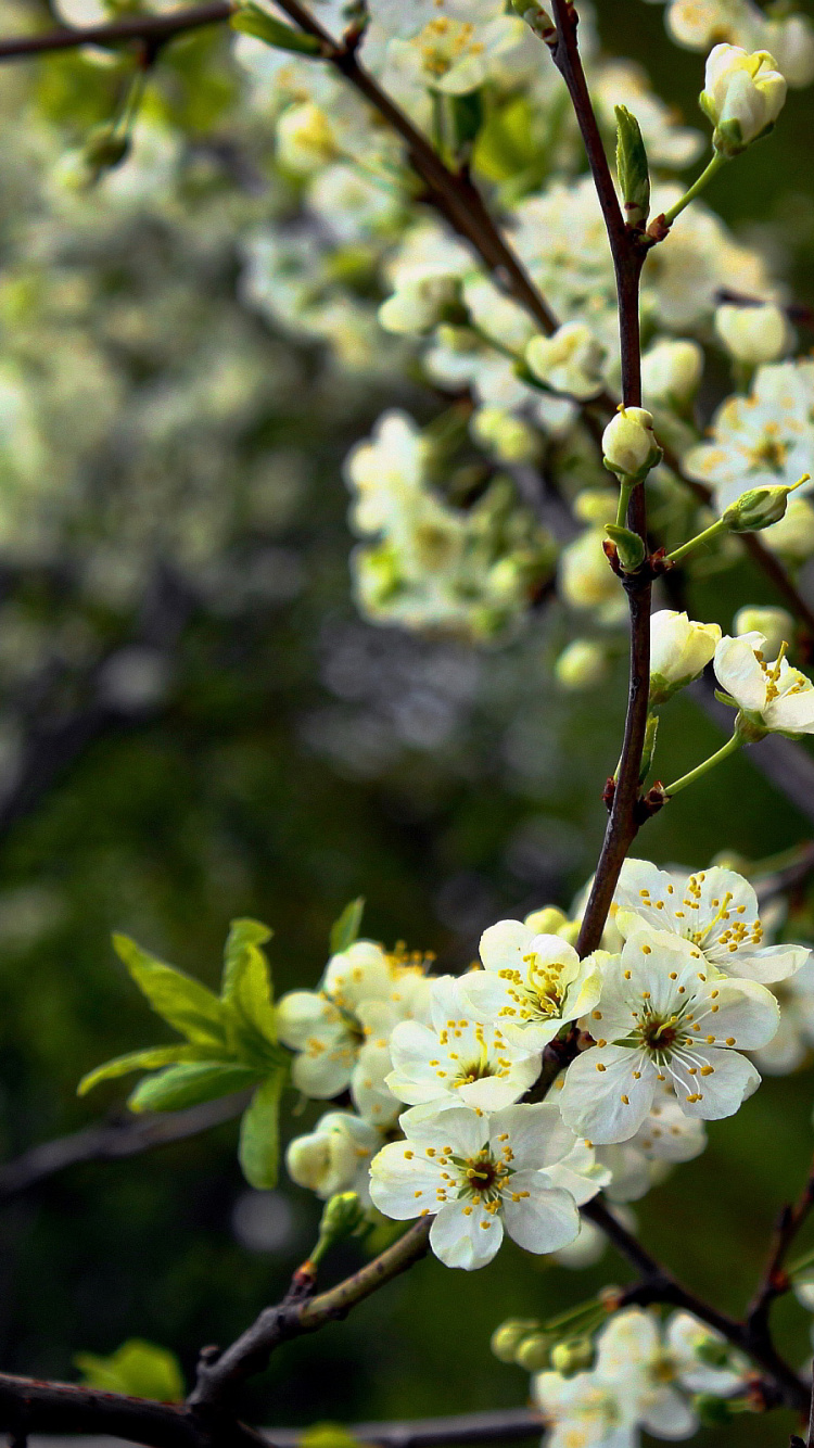 White Cherry Blossom in Bloom During Daytime. Wallpaper in 750x1334 Resolution