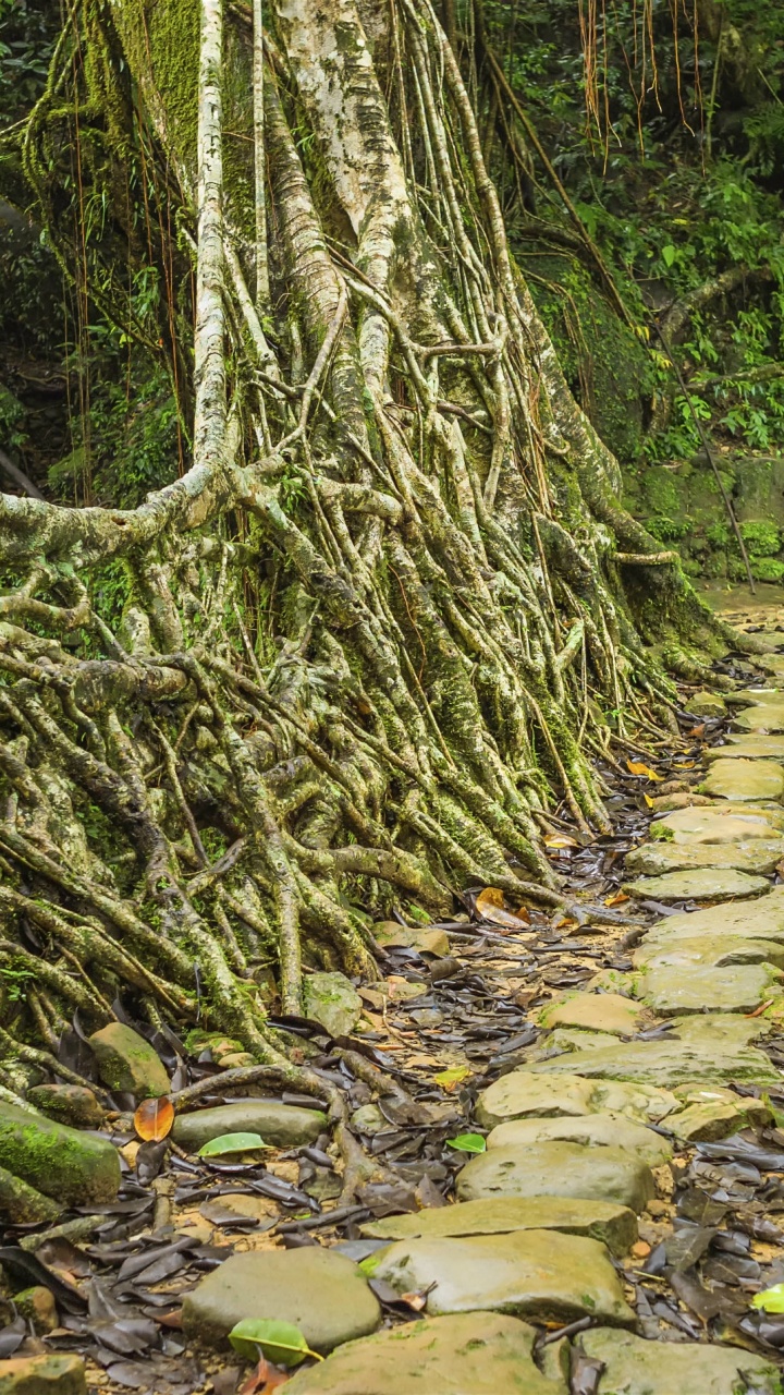 Mousse Verte Sur Tronc D'arbre Brun. Wallpaper in 720x1280 Resolution