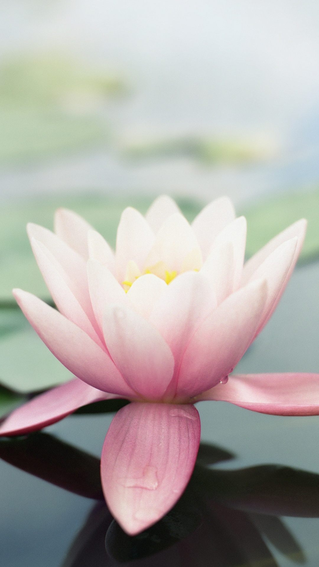 Apples, Flower, Plant, Lotus, Leaf. Wallpaper in 1080x1920 Resolution