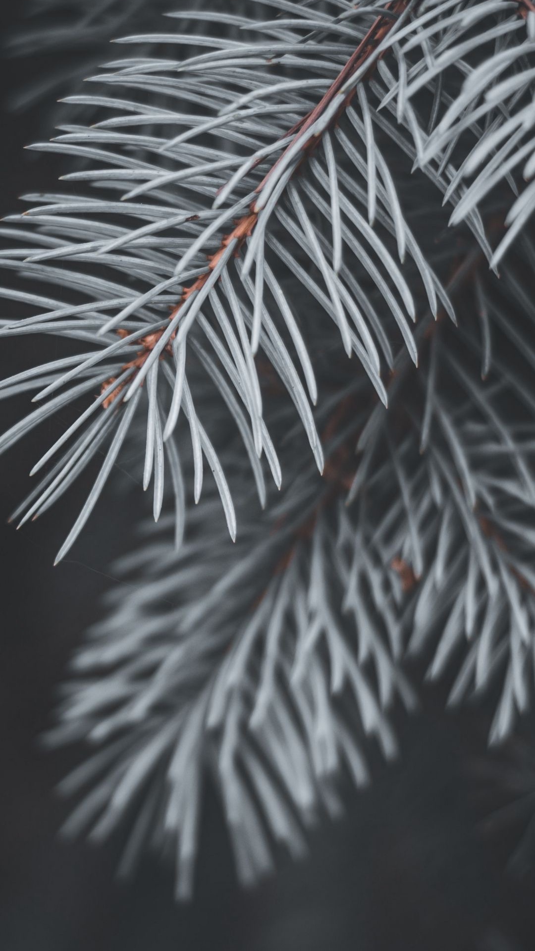 Fichte, Branch, Baum, Fir, Terrestrische Pflanzen. Wallpaper in 1080x1920 Resolution