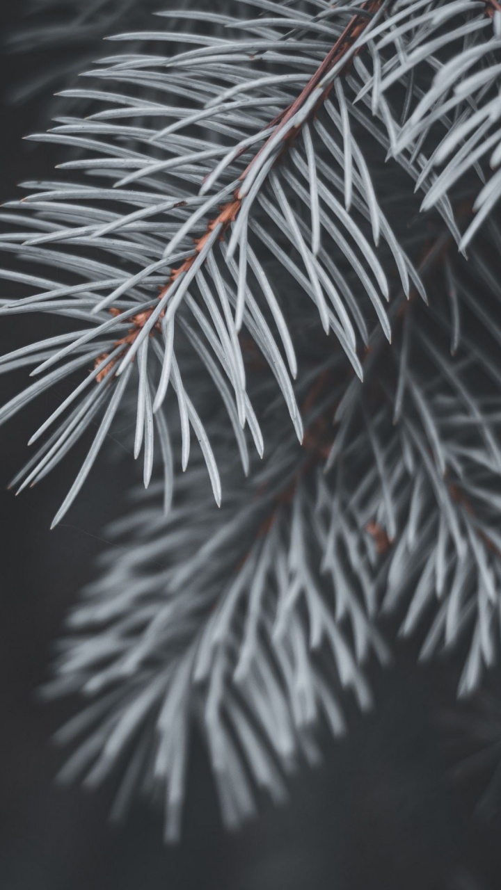 Spruce, Branch, Pine, Tree, Fir. Wallpaper in 720x1280 Resolution