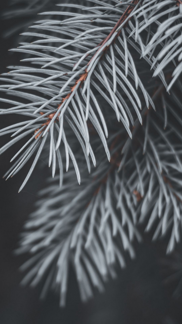 Sucursal, Pino, Planta Terrestre, Ramita, Evergreen. Wallpaper in 750x1334 Resolution