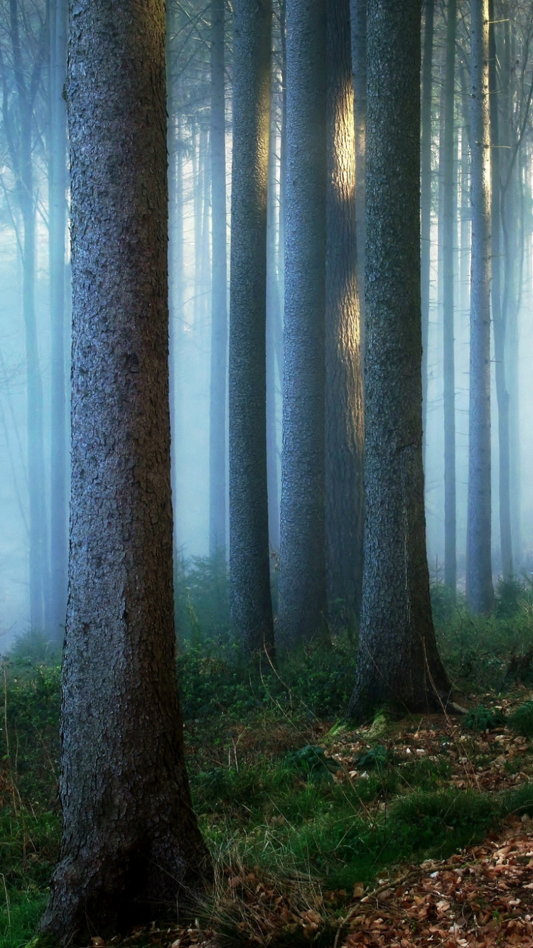 Árboles Marrones en el Campo de Hierba Marrón Durante el Día. Wallpaper in 750x1334 Resolution