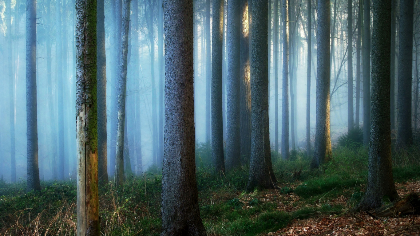 Arbres Bruns Sur Terrain D'herbe Brune Pendant la Journée. Wallpaper in 1366x768 Resolution