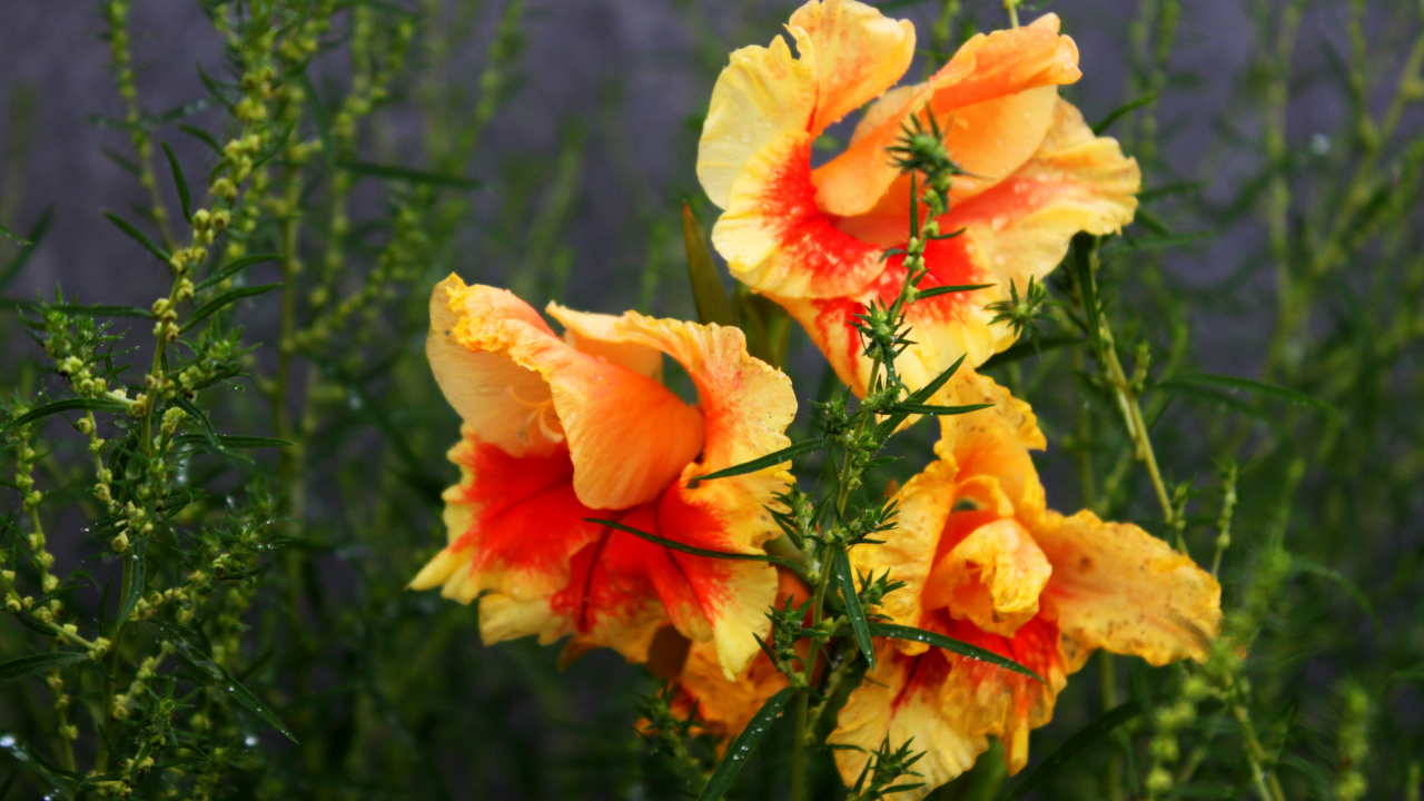 Orange Und Weiße Blume in Nahaufnahmen. Wallpaper in 1280x720 Resolution