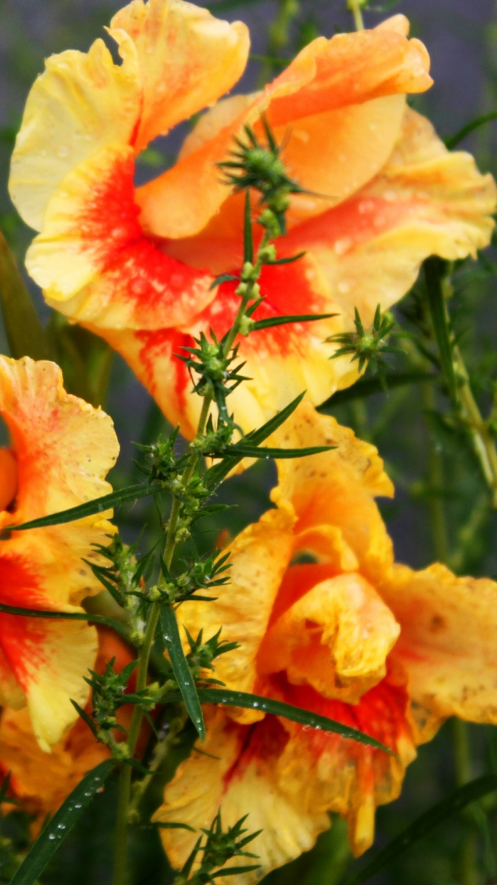 Orange Und Weiße Blume in Nahaufnahmen. Wallpaper in 720x1280 Resolution