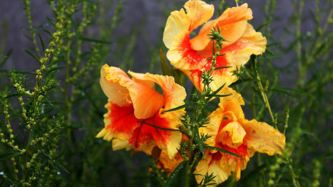 Fleur Orange et Blanche en Photographie Rapprochée. Wallpaper in 1366x768 Resolution