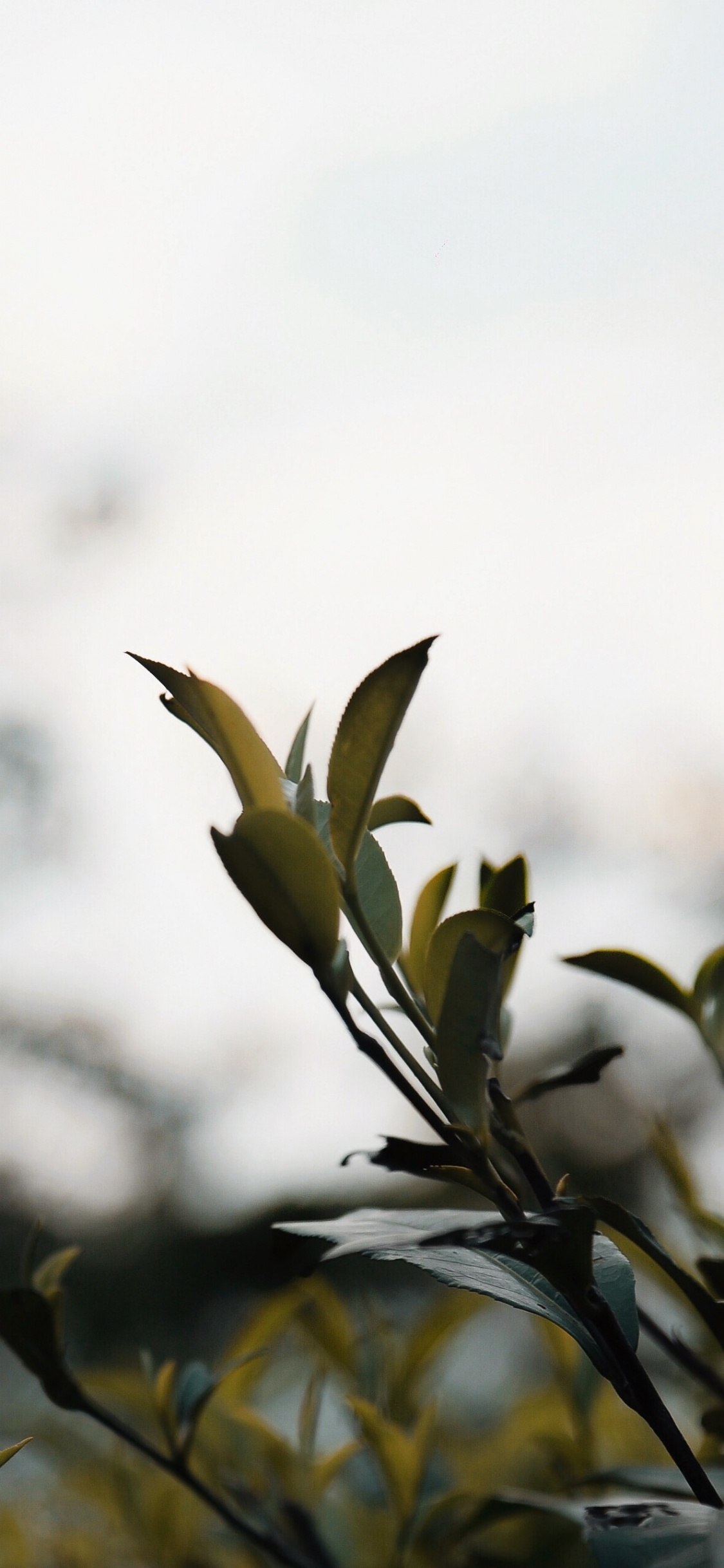 Green Plant Under White Clouds During Daytime. Wallpaper in 1125x2436 Resolution