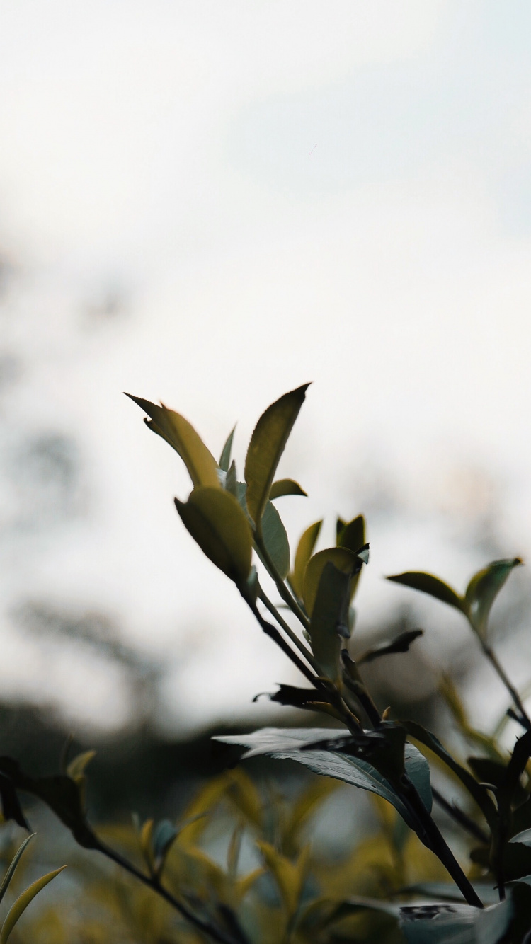 Planta Verde Bajo Nubes Blancas Durante el Día.. Wallpaper in 750x1334 Resolution