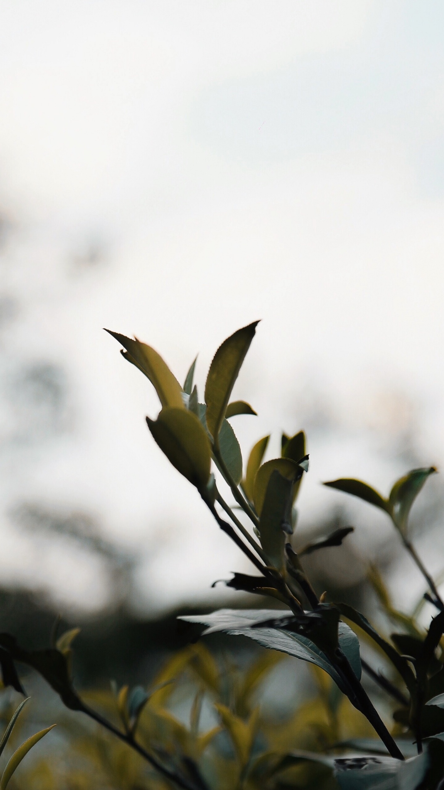 Plante Verte Sous Des Nuages Blancs Pendant la Journée. Wallpaper in 1440x2560 Resolution