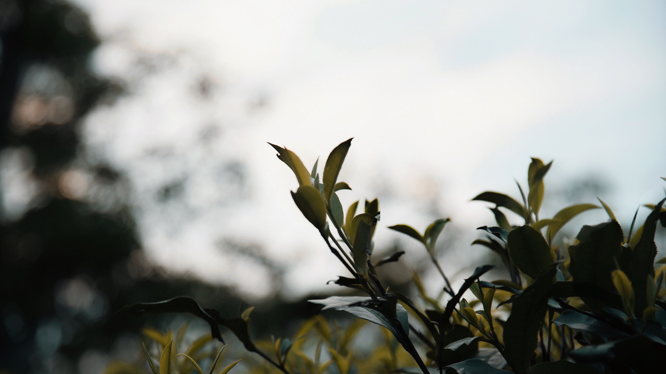 树枝, 弹簧, 阳光, 关闭了, 植物干 壁纸 2560x1440 允许