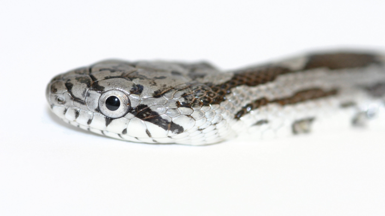 Serpent Brun et Noir Sur Une Surface Blanche. Wallpaper in 1280x720 Resolution