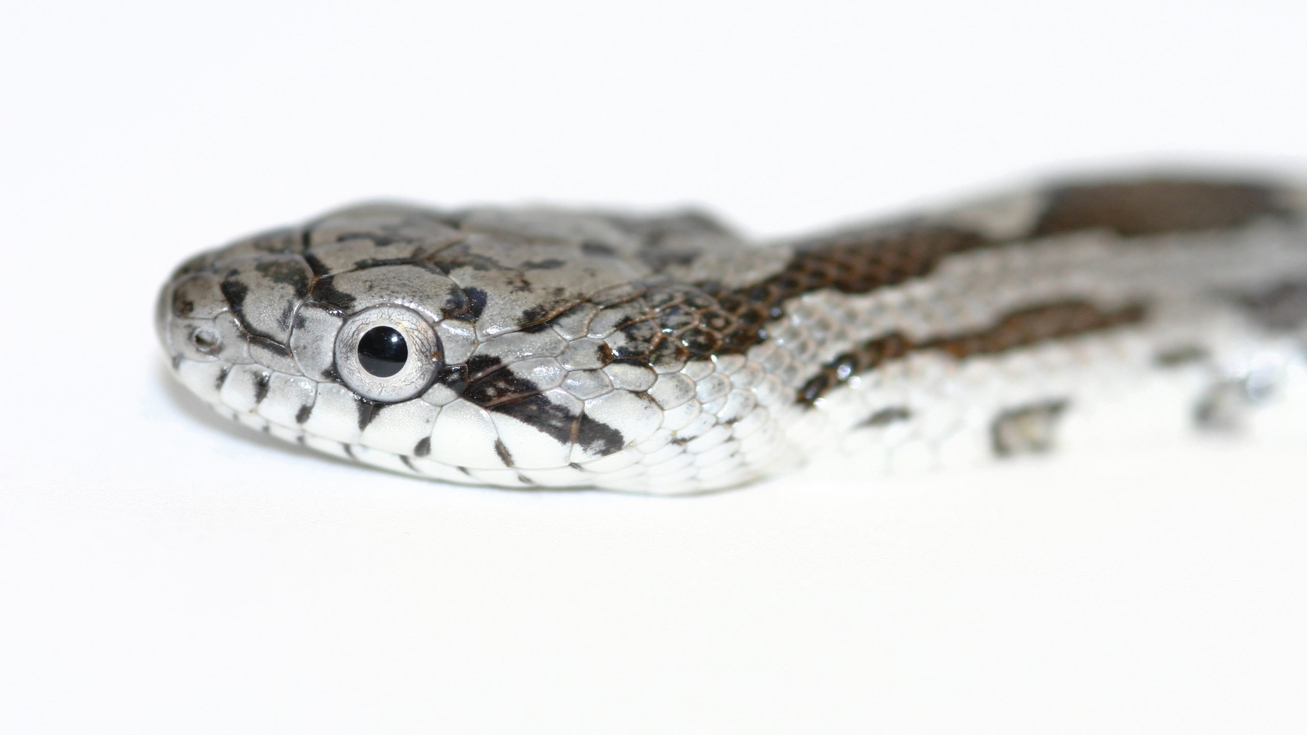 Serpent Brun et Noir Sur Une Surface Blanche. Wallpaper in 2560x1440 Resolution