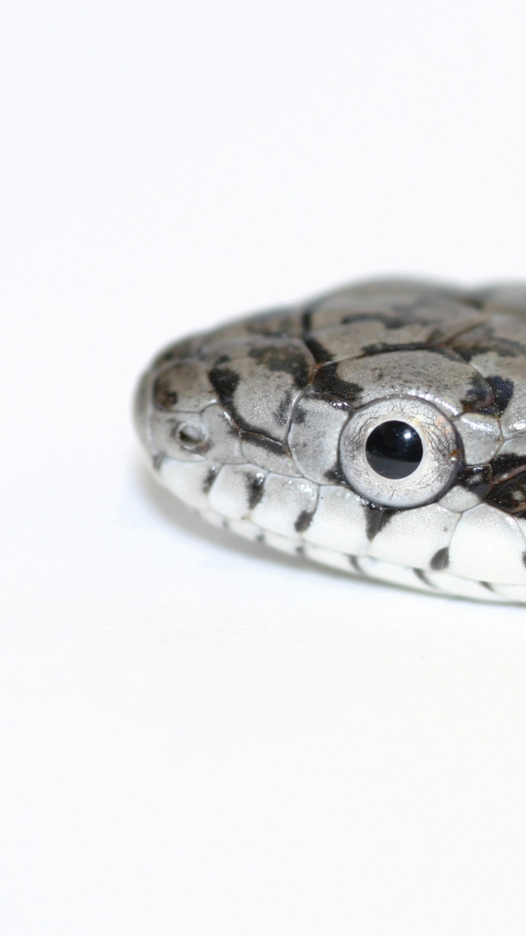 Braune Und Schwarze Schlange Auf Weißer Oberfläche. Wallpaper in 750x1334 Resolution