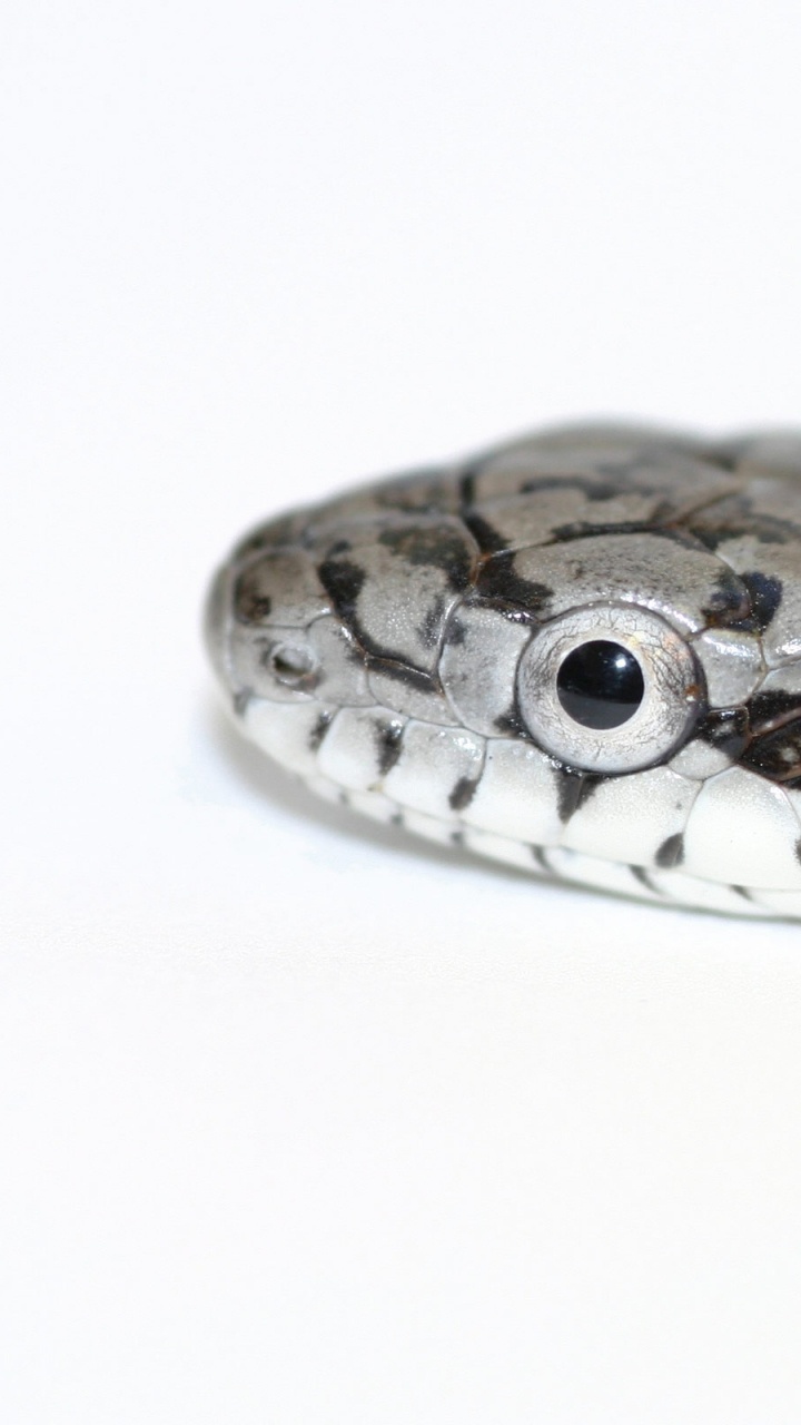 Serpiente Marrón y Negra Sobre Superficie Blanca. Wallpaper in 720x1280 Resolution