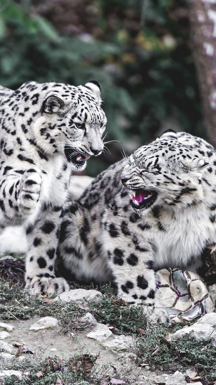 Snow Leopard, Leopard, Tigre, Chat, Jaguar. Wallpaper in 750x1334 Resolution