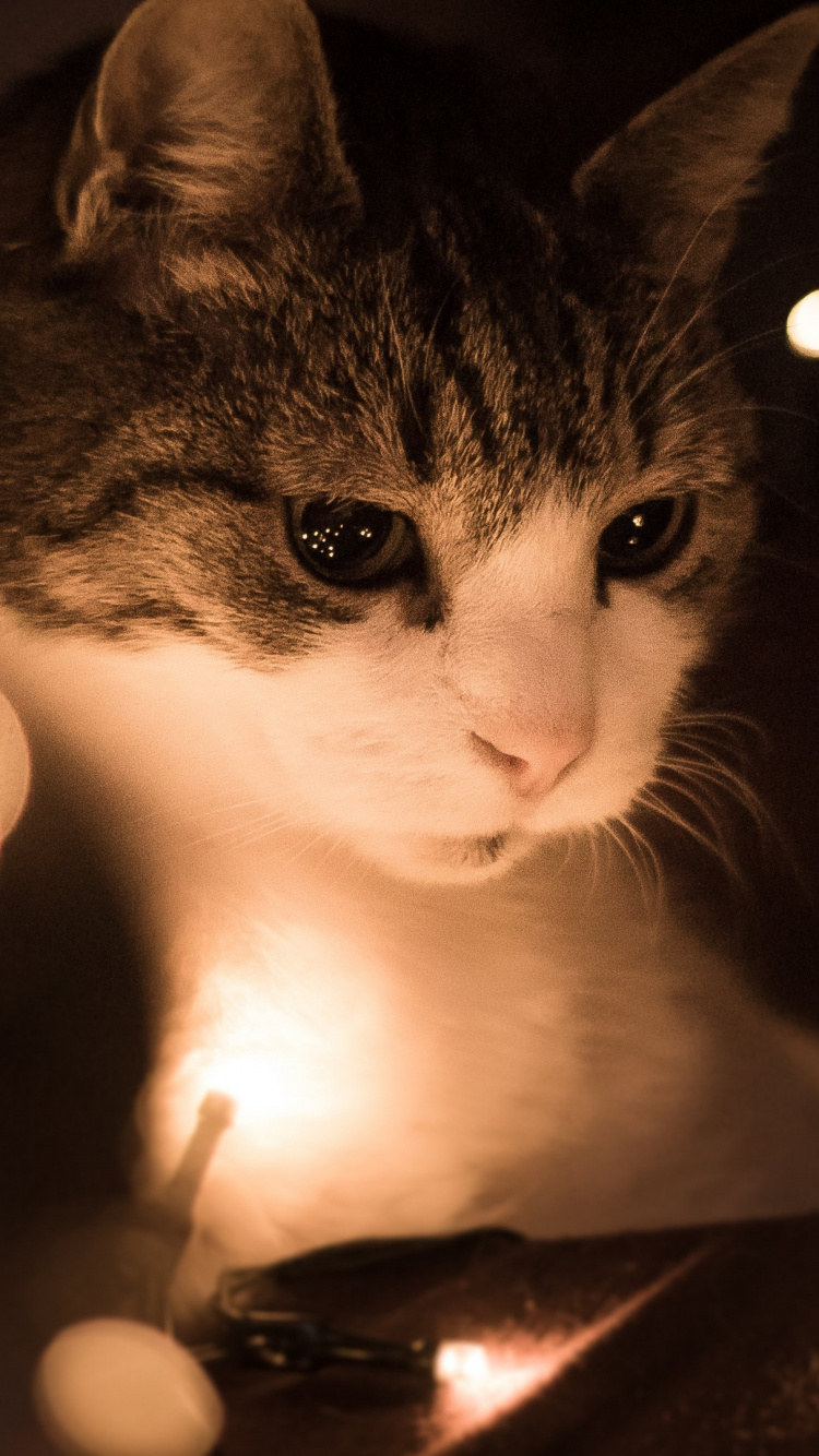 Chat Tigré Brun Sur Une Surface Noire. Wallpaper in 750x1334 Resolution