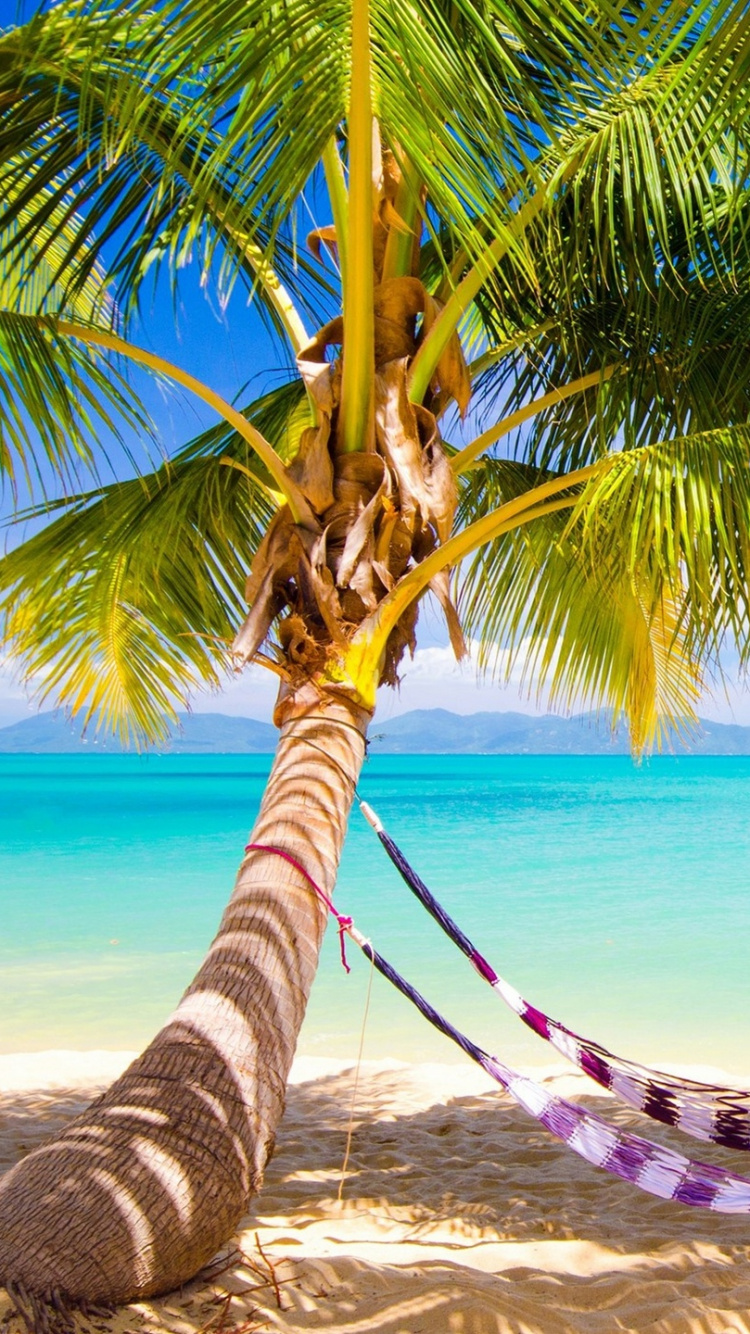 Blue and White Hammock on Beach During Daytime. Wallpaper in 750x1334 Resolution