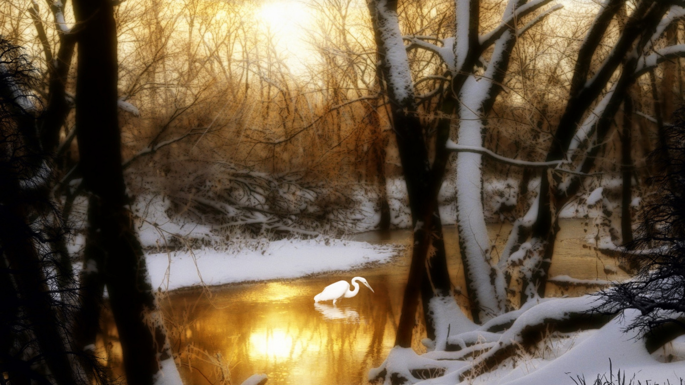 Arbres Nus Bruns Sur le Sol Couvert de Neige Pendant la Journée. Wallpaper in 1366x768 Resolution