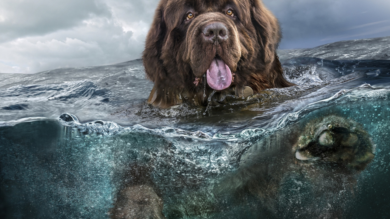 Brown Long Coated Dog in Water. Wallpaper in 1280x720 Resolution