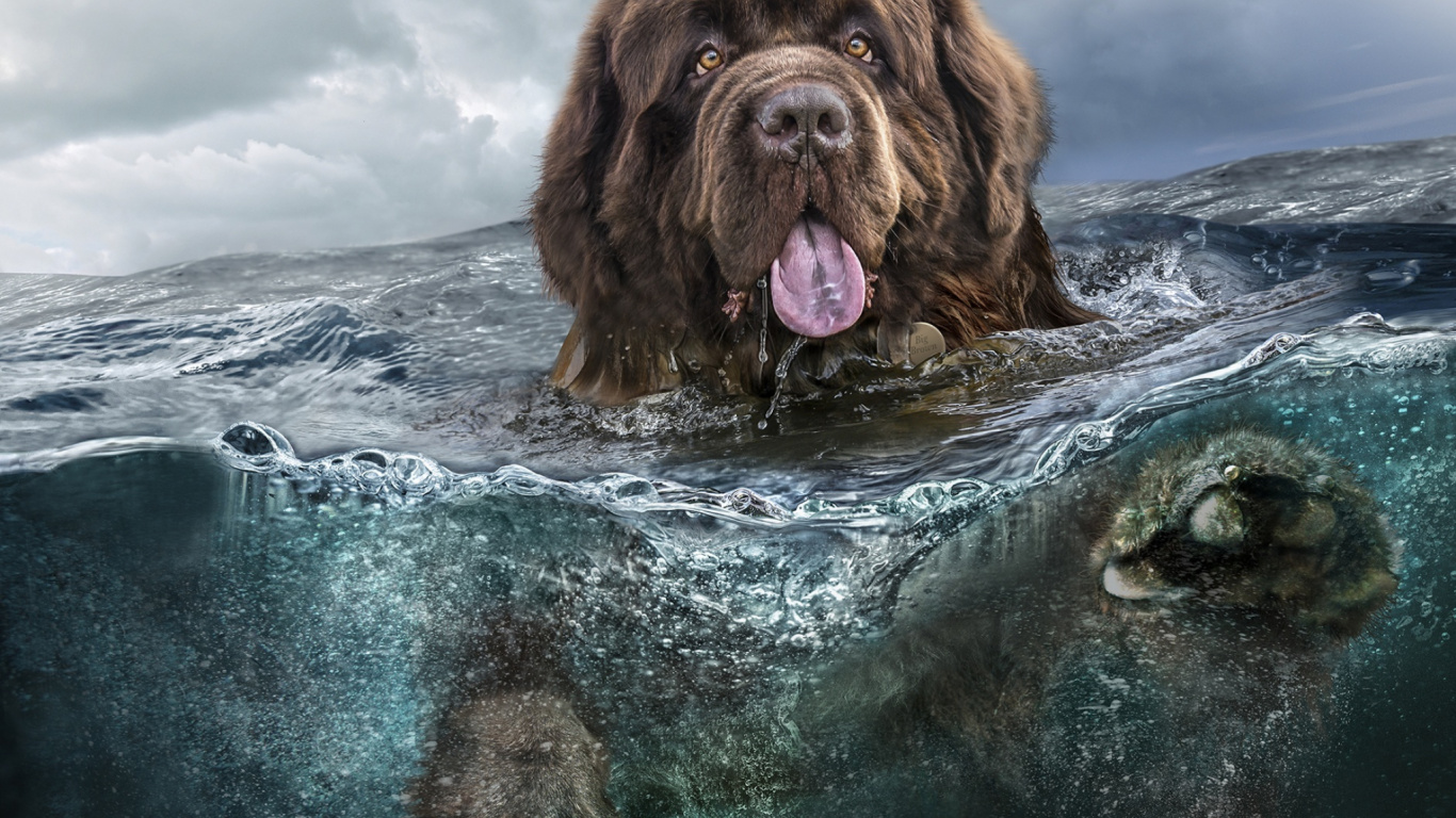 Brauner Langhaariger Hund im Wasser. Wallpaper in 1366x768 Resolution