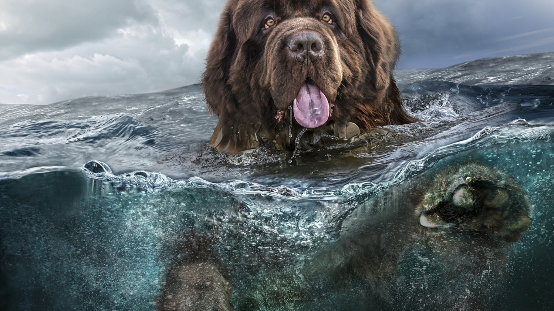 Brauner Langhaariger Hund im Wasser. Wallpaper in 1920x1080 Resolution