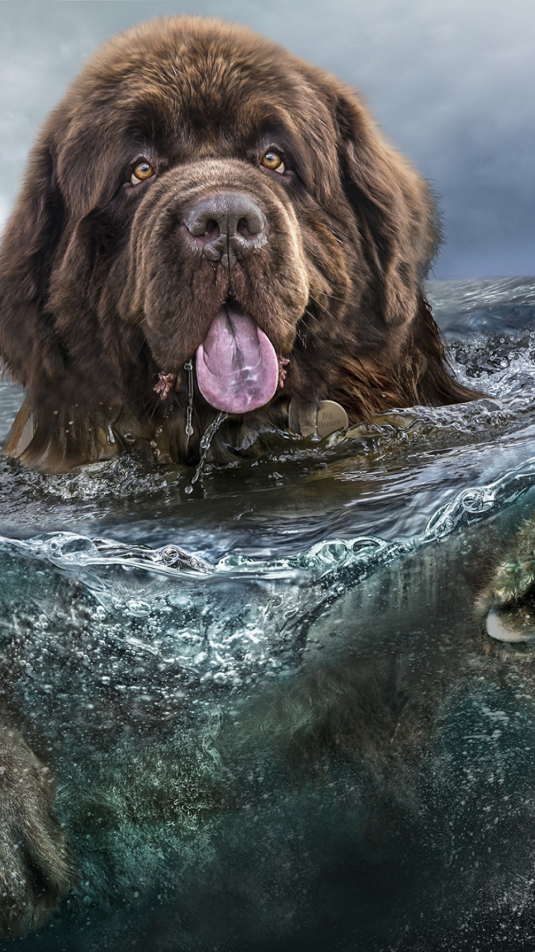 Brauner Langhaariger Hund im Wasser. Wallpaper in 750x1334 Resolution