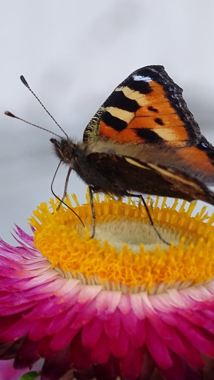 Painted Lady Butterfly Perched on Pink and Yellow Flower. Wallpaper in 720x1280 Resolution