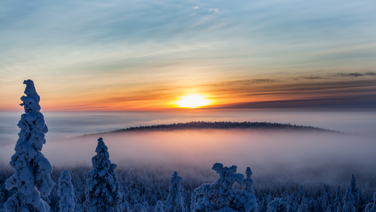 Weißer Und Blauer Himmel Über Den Bäumen. Wallpaper in 1280x720 Resolution